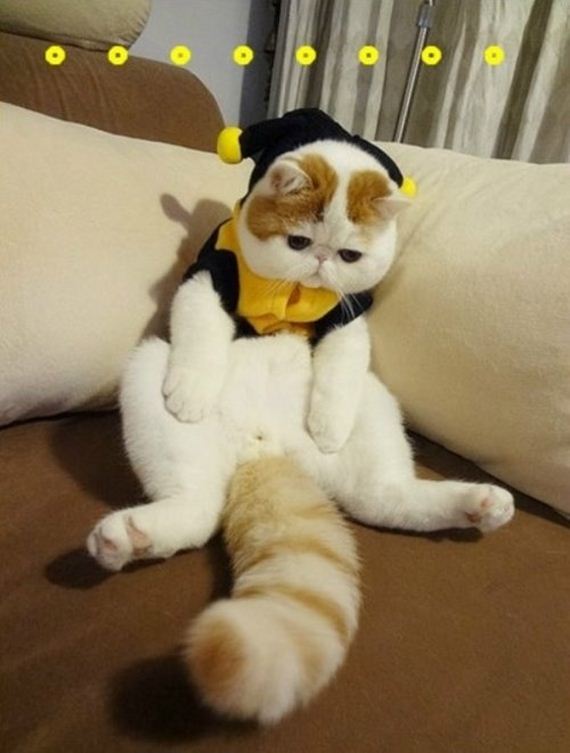 Fashionable Looks Worn By Snoopy The Cat